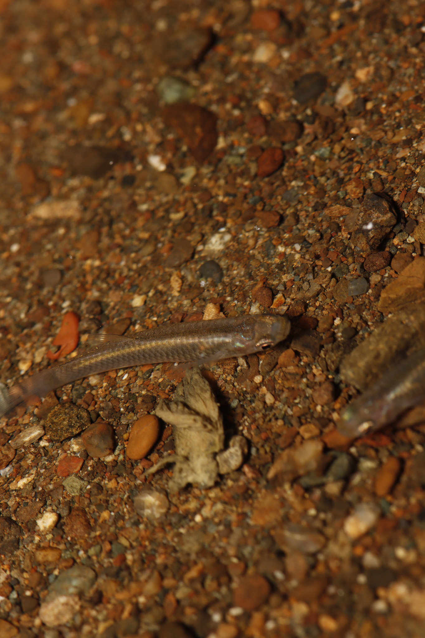 Buroca Toothcarp photo 3