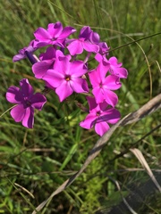 Phlox glaberrima interior