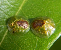 Austropsecadia chlorina