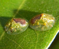 Austropsecadia chlorina