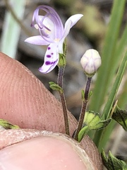 Trichostema nesophilum