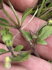 Trichostema nesophilum