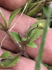 Trichostema nesophilum