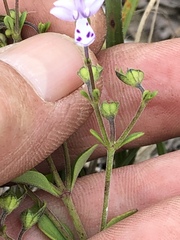 Trichostema nesophilum