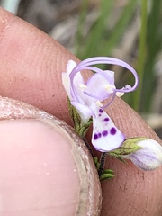 Trichostema nesophilum