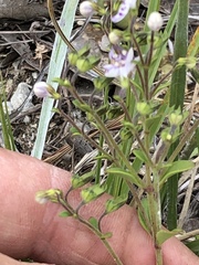 Trichostema nesophilum