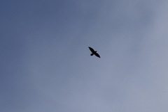 Corvus corax kamtschaticus