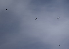Corvus corax kamtschaticus