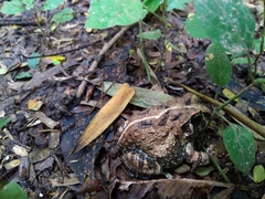 Sphaerotheca bengaluru