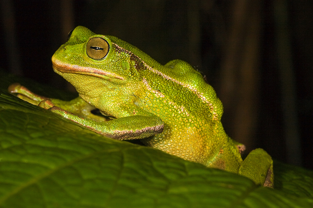 Bromeliad Marsupial Frog