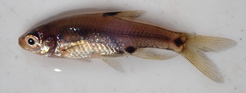 Sickle barb (Enteromius haasianus) — Cyprinidae — 3