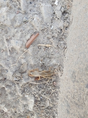 Gryllotalpa gryllotalpa