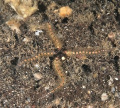 Ophiotrichidae