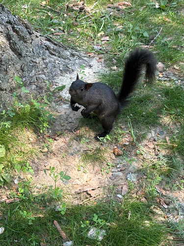 Eastern Gray Squirrel