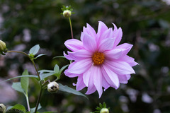 Dahlia imperialis