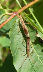 Protenor belfragei