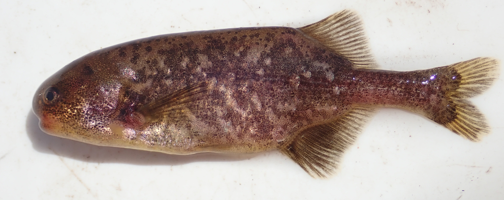 Marianne's elephantfish (Pollimyrus marianne) — Mormyridae