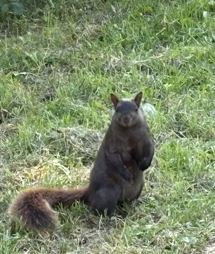 Eastern Gray Squirrel