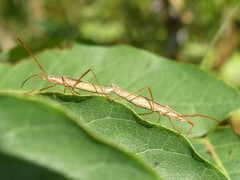 Protenor belfragei
