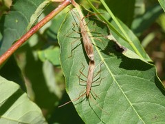 Protenor belfragei