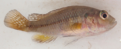 Pseudocrenilabrus philander