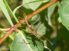Protenor belfragei
