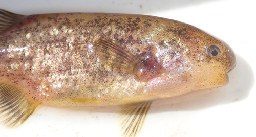 Marianne's elephantfish (Pollimyrus marianne) — Mormyridae — 4