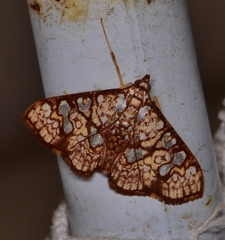 Glyphodes canthusalis