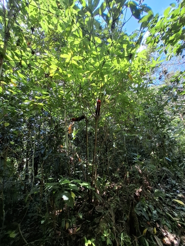 Tapeinochilos ananassae