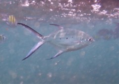 Trachinotus baillonii