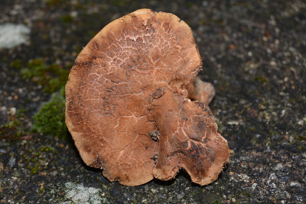 Sarcodon cyrneus