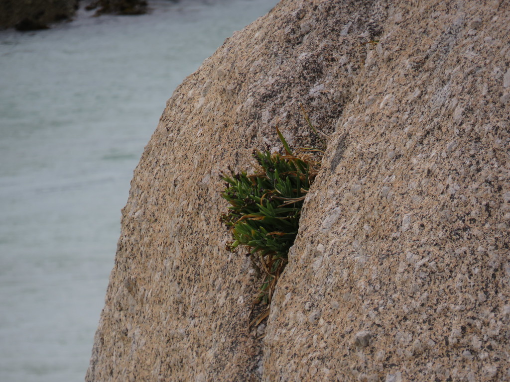 Ferraria crispa, Boulders Penguin Colony, Simon's Town, Cape Town, Western Cape, South Africa