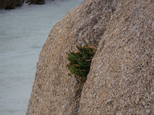 Ferraria crispa