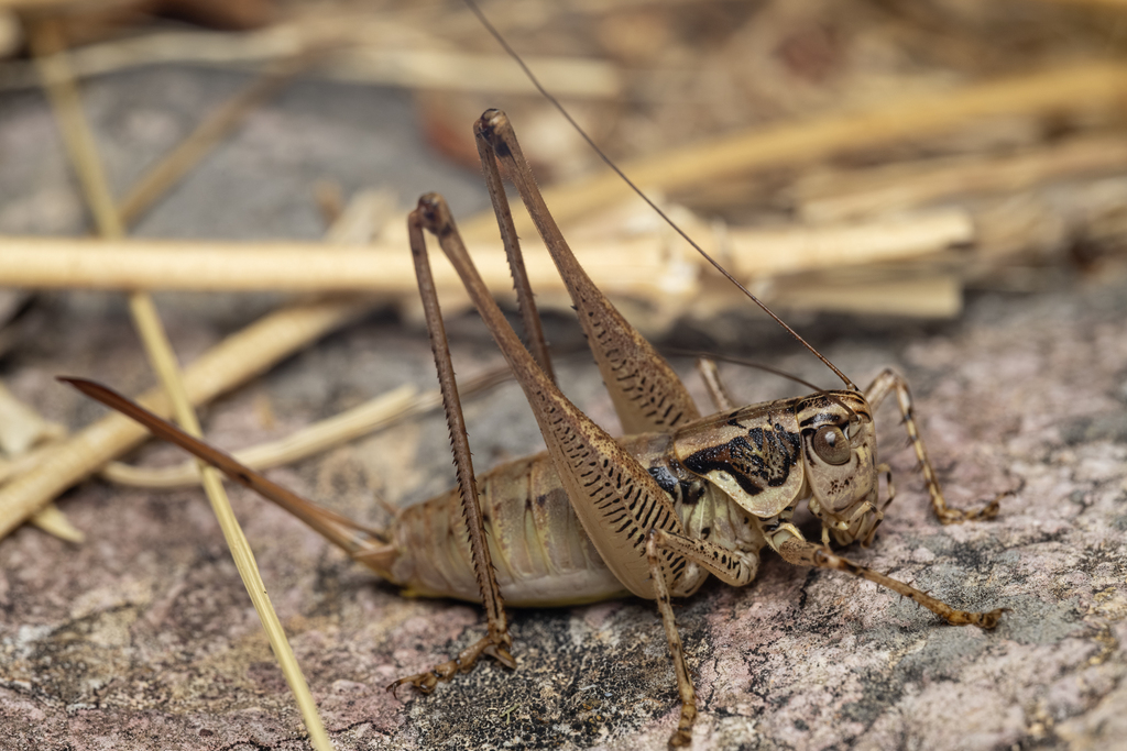 Striated Bush-cricket