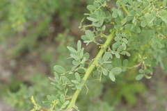 Parkinsonia texana