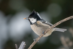 Periparus ater