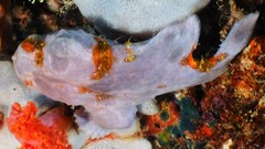 Antennarius maculatus