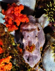 Antennarius maculatus