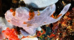 Antennarius maculatus