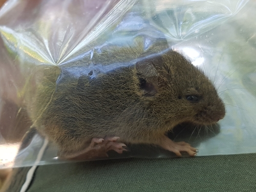 Mato Grosso Pygmy Rice Rat (Oligoryzomys mattogrossae) — Data Deficient Mammalia