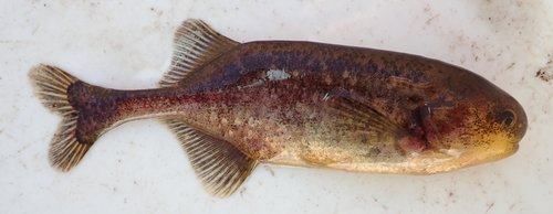 Marianne's elephantfish (Pollimyrus marianne) — Mormyridae — 3