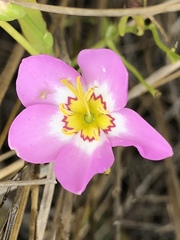 Sabatia stellaris