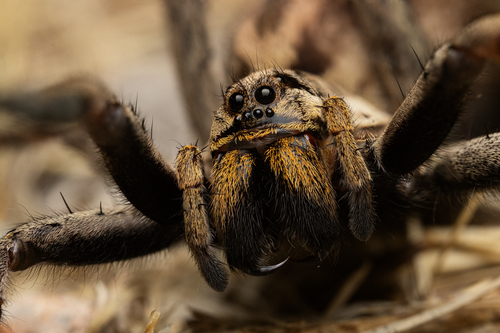 Radiated Wolf Spider