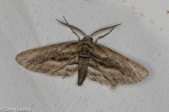 Holochroa dissociarius