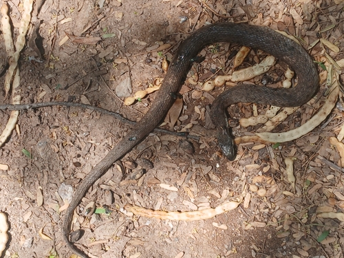 West Coast Garter Snake