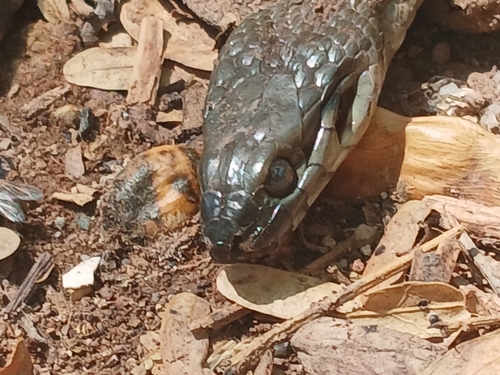 West Coast Garter Snake