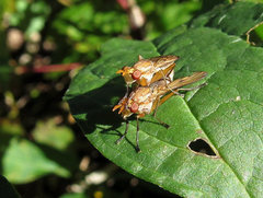 Tetanocera plebeja