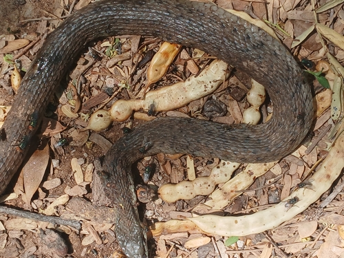 West Coast Garter Snake