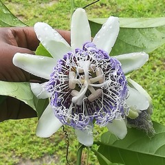 Passiflora nitida