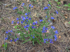 Pulmonaria angustifolia